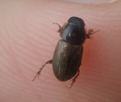 Melinopterus prodromus