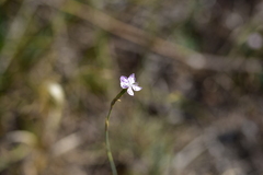 Dianthus ciliatus
