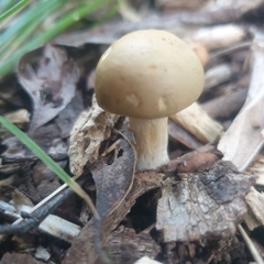 Agrocybe praecox