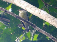 Ficedula zanthopygia