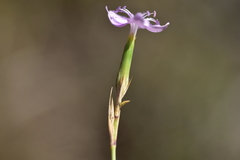 Dianthus ciliatus