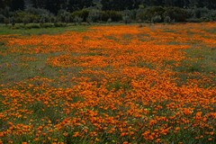 Dimorphotheca sinuata