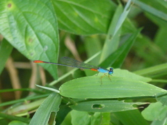 Ceriagrion cerinorubellum
