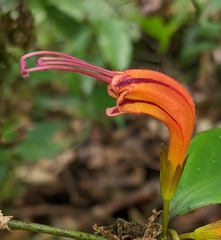 Aeschynanthus