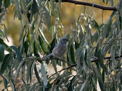 Carpodacus sibiricus