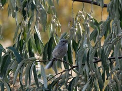 Carpodacus sibiricus