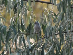 Carpodacus sibiricus