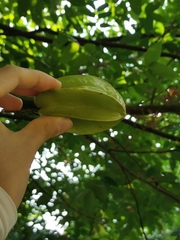 Averrhoa carambola