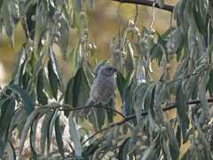 Carpodacus sibiricus