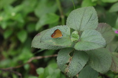 Heliophorus epicles