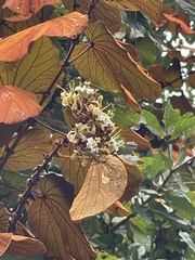 Bauhinieae
