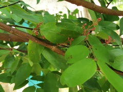 Averrhoa carambola