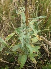 Cirsium arvense integrifolium