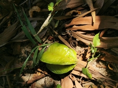 Averrhoa carambola