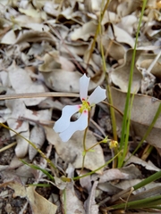 Stylidium androsaceum