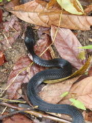 Naja sumatrana