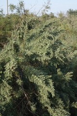 Salsola dendroides
