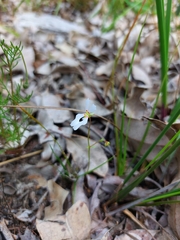 Stylidium androsaceum