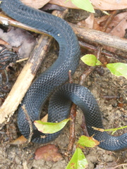 Naja sumatrana