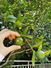 Citrus