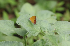 Heliophorus epicles