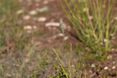 Sesleria autumnalis