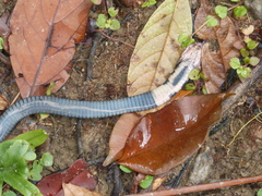 Naja sumatrana