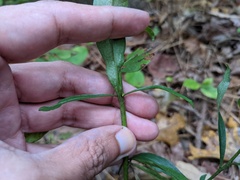 Solidago erecta