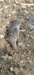 Crocidura