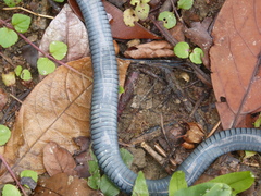 Naja sumatrana