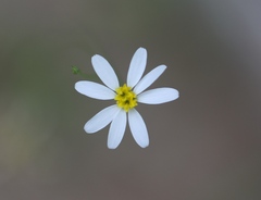 Chaetopappa asteroides