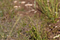 Sesleria autumnalis