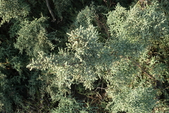 Salsola dendroides