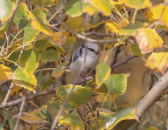 Cyanistes cyanus