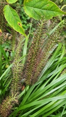 Cenchrus alopecuroides