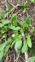 Caryophyllales