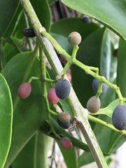 Tripodanthus acutifolius