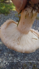 Lactarius torminosus