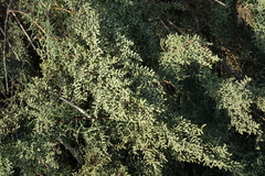 Salsola dendroides