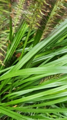 Cenchrus alopecuroides