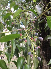 Tripodanthus acutifolius