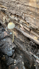 Mycena epipterygia