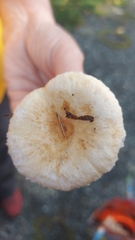 Lactarius torminosus