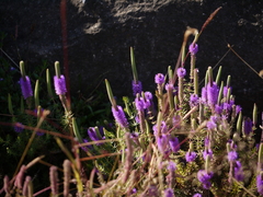 Pogostemon deccanensis