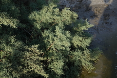 Salsola dendroides