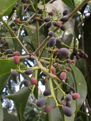 Tripodanthus acutifolius