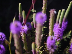 Pogostemon deccanensis