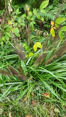 Cenchrus alopecuroides