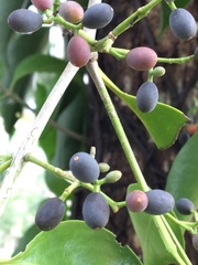 Tripodanthus acutifolius