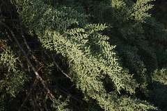 Salsola dendroides